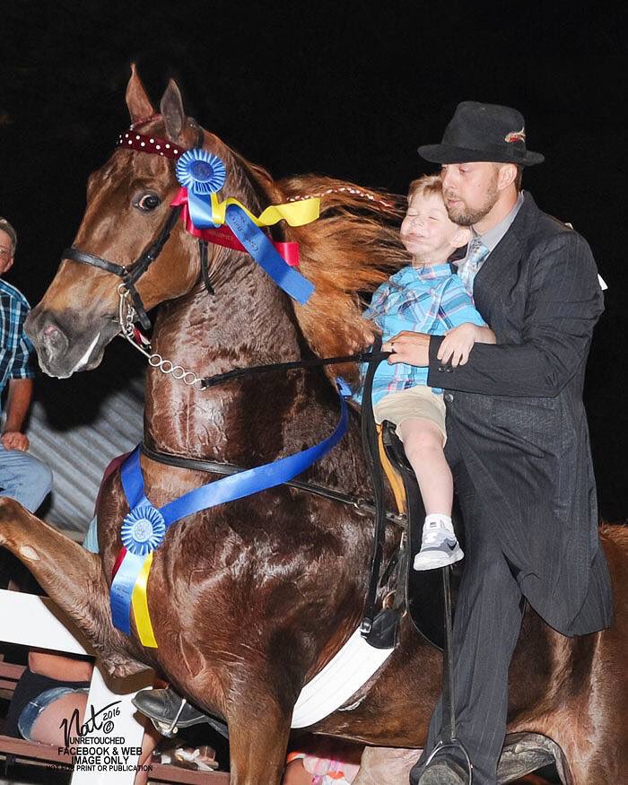 Walking Horse Source tweet media
