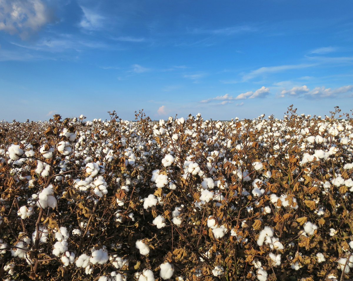 julietomascik's tweet photo. Like your cotton t-shirt, socks, underwear? What about those pillowcases or bed sheets?

They all get their start in fields like this one. https://t.co/QlPCydbu4B
