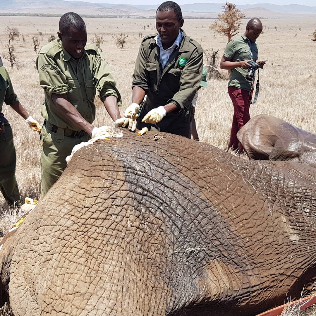 vetinwild's tweet photo. Wildlife also need your help https://t.co/cBKrOAEwmT
