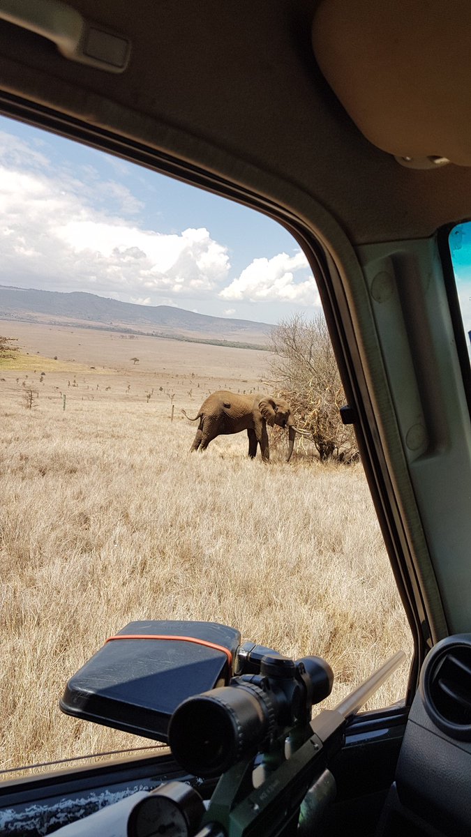 vetinwild's tweet photo. Wildlife also need your help https://t.co/cBKrOAEwmT