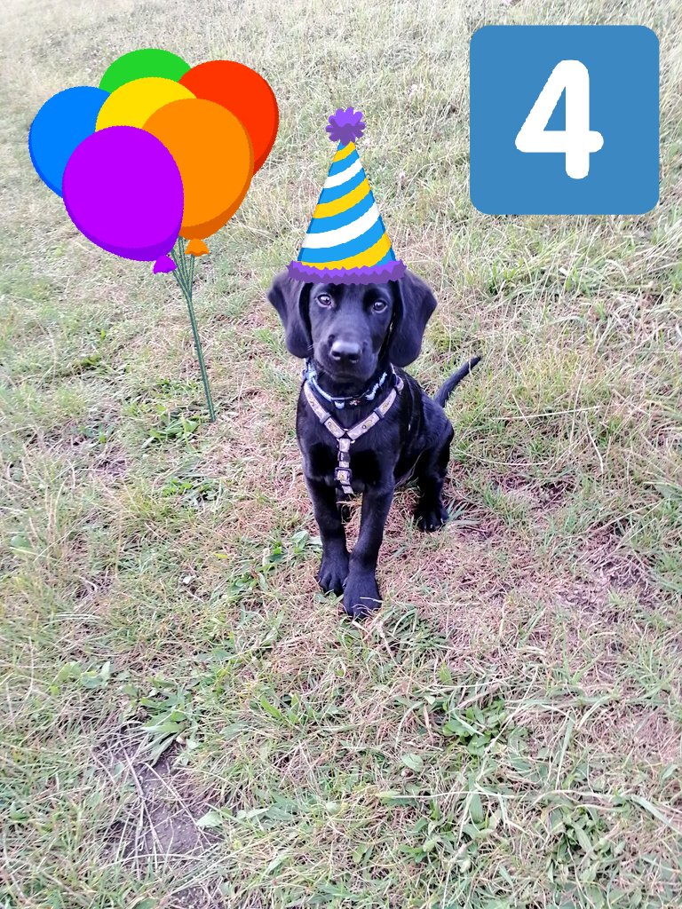 PuppyDjango's tweet photo. 4 months old today https://t.co/zo07fnM0uT