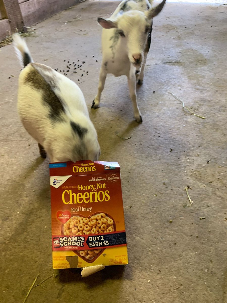 As a goat I want to have healthy snacks so that I'm fueled for working through boring assignments.

NOTE: This is not product placement. This is a goat with her head in a box.

Pic by Jody Morris