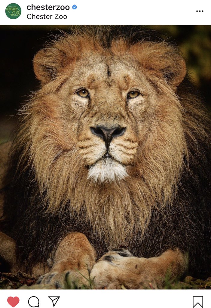 Alisonbattisby's tweet photo. ”It’s no longer our zoo, it's their zoo.” - @chesterzoo’s Marketing Director Caroline Sanger-Davies discussing the 130,000 members of the zoo. 

#customerfirstlive @customer1stlive https://t.co/OjOcFsn7RU