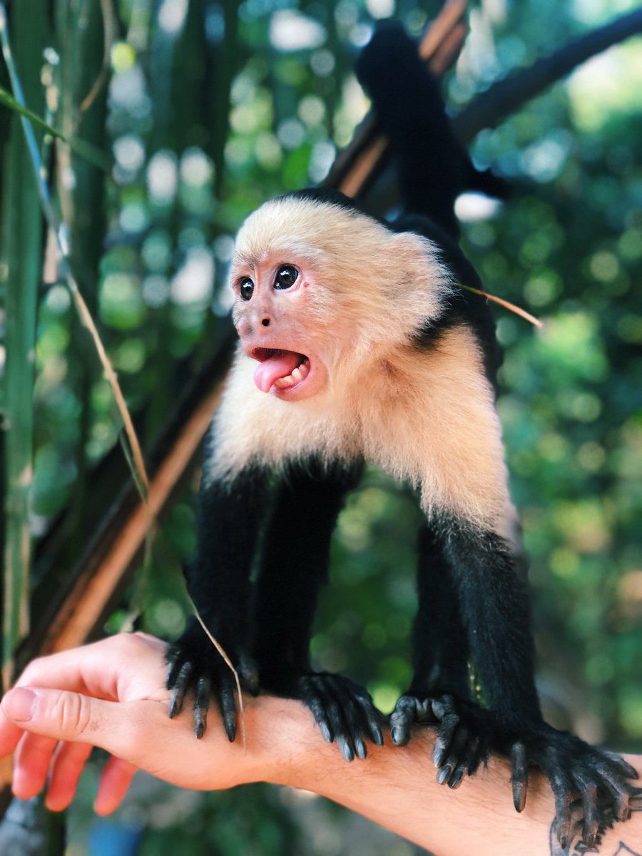 isolvedhcm's tweet image. There may or may not be some time for monkeying 🐒 around at the 2019 President’s Sales Club! Qualify to find out! #iSolvedSpartan #iSolvedNetwork #CostaRica