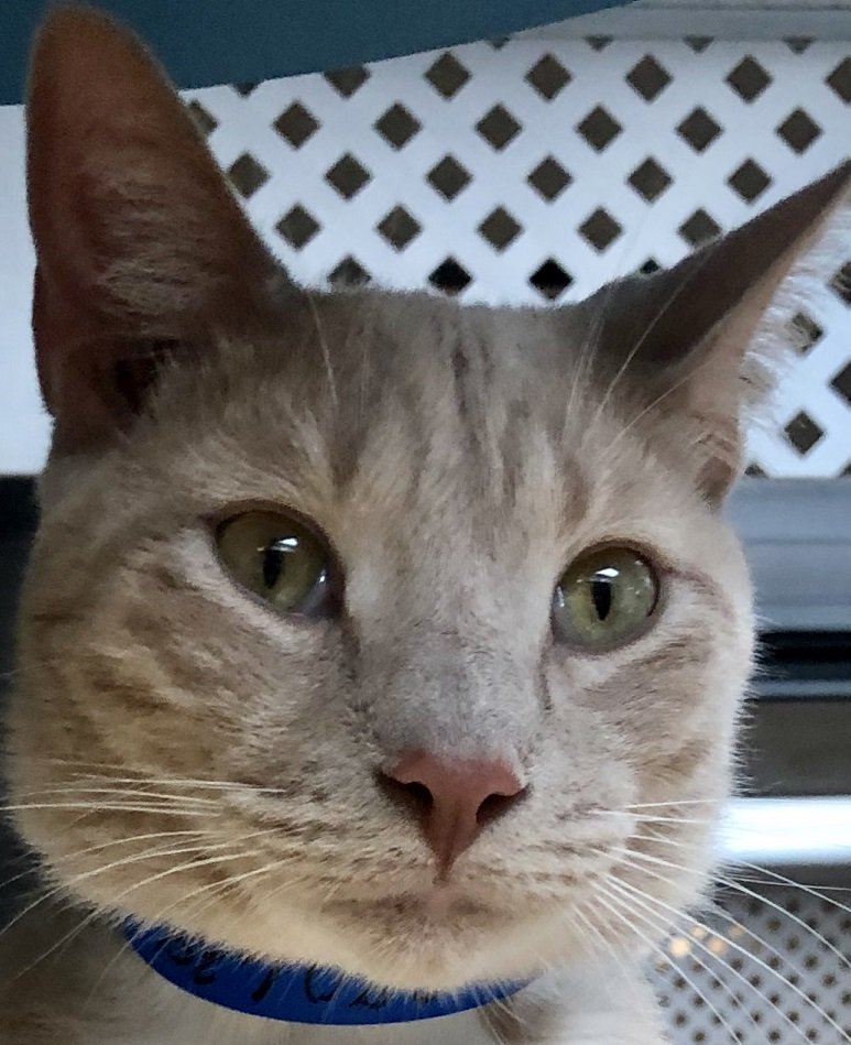 spcafl's tweet photo. Hi, Iโm Balthazar! I like naps, but Iโm also an energetic boy who needs an active family. I'm a world class hunter you see, and I need toys. After playtime I will reward you with snuggles and kisses. Come to SPCA Florida and play with me!
/Balthazar
#Lakeland #ActiveCat #Adopt https://t.co/p0Us01WmkV