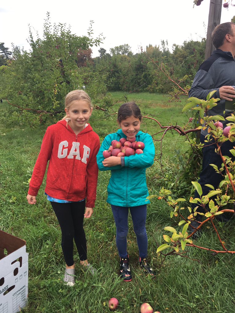 MCS3VT's tweet image. Picking for a Purpose; Gleaning Apples for the VT Food Bank #collaboration #caring #SDGzerohunger @MCS3VT @MaterChristiVT