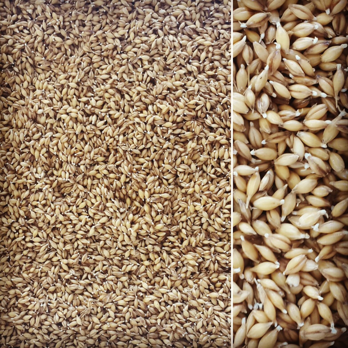 Yeni parti pilsner maltımız "apaçi" chit evresinde, çit de ne kuzum allasen diyenlere cevap instagram hesabımızda🌾🍻
#chitmalt #craftmalt #micromalting