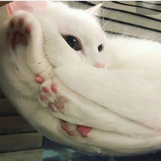 strangerivers's tweet photo. Para qm estiver tendo um dia ruim olha esses gatinhos
:3 https://t.co/mUuPC79CD9