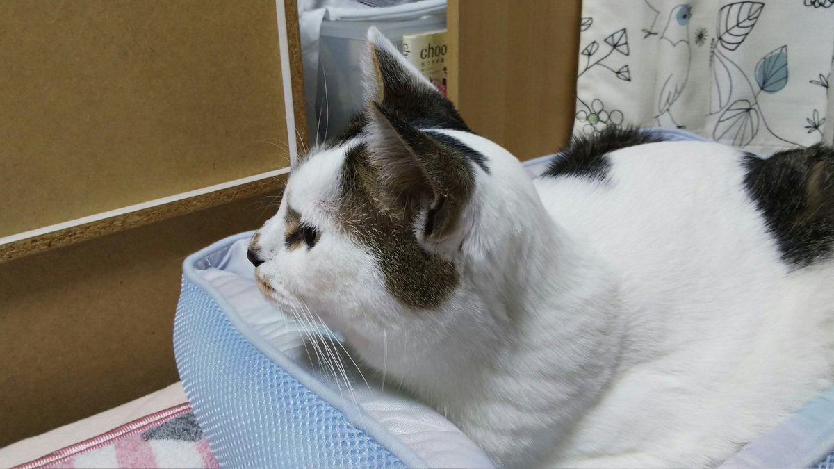 j27c578's tweet photo. なっちゃんお願いだから一点を見つめないでくれる🐯？ https://t.co/SHacAsLe6J