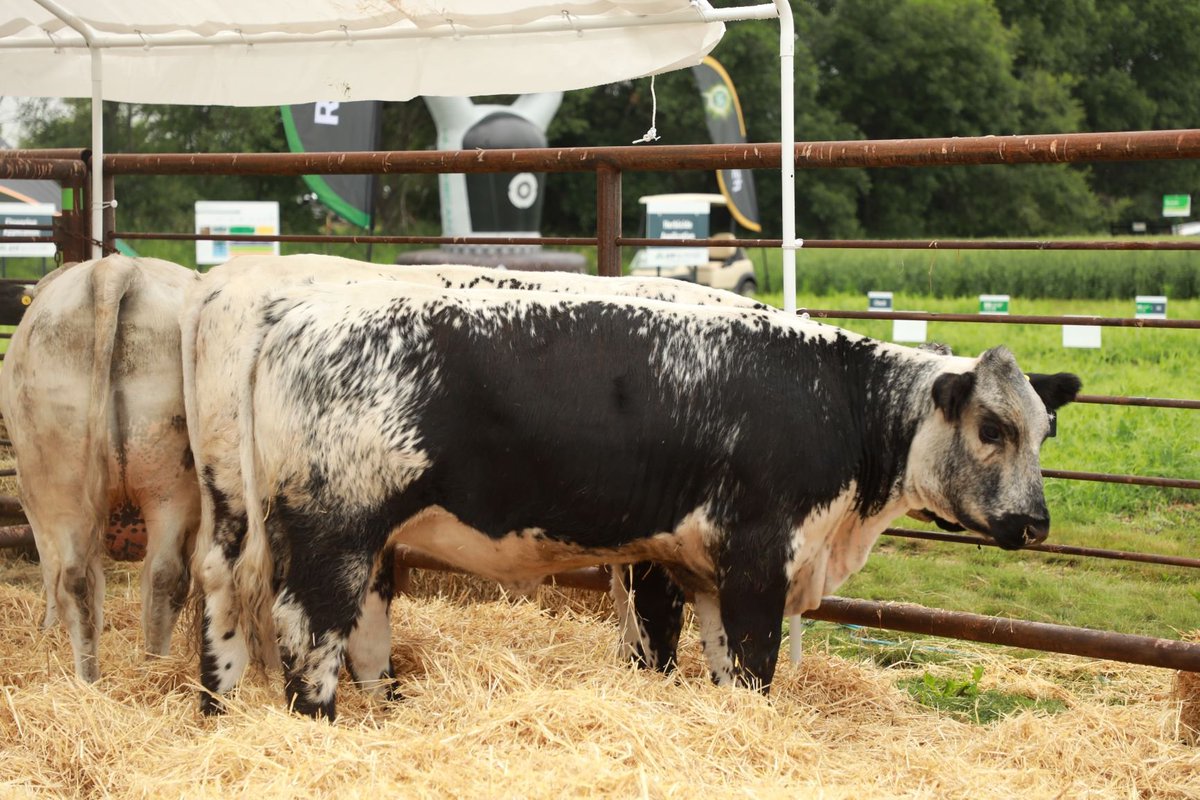 AginMotion's tweet photo. At #AIM19, beef genetics were put on display at the @MasterfeedsCDN Beef Breeds Showcase! Which breeds did you spot? ‡οΈπ https://t.co/dXvB6j9WaD