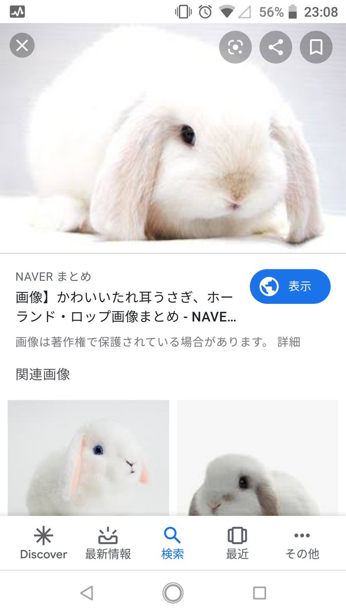 Nanasan 73 垂れ耳の白うさぎ飼いたい 就職したら絶対飼うんだ W و グッ 家にこんな可愛いのがいたら絶対毎日頑張れる Nanasan 73 垂れ耳の白うさぎ飼いたい 就職したら絶対飼うんだ W و グッ 家にこんな可愛いのがいたら絶対毎日頑張れる