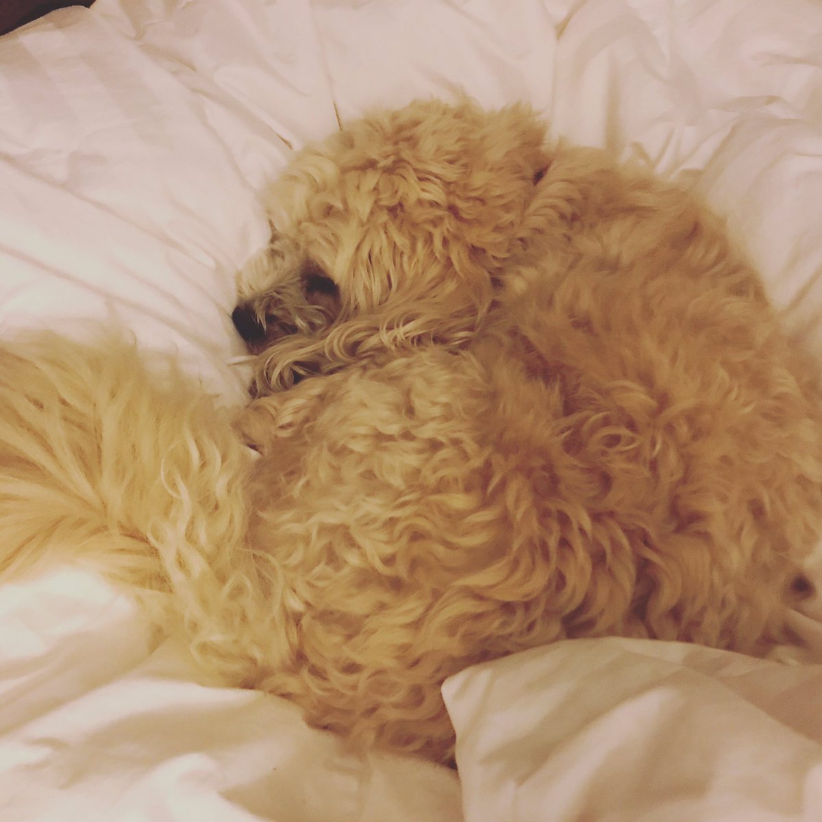 HeidiHutner's tweet photo. @PFDonato Good morning from an enviro writer and #Ecofeminism, and my sleep post climate strike #climatedog https://t.co/enwTEx8HGx
