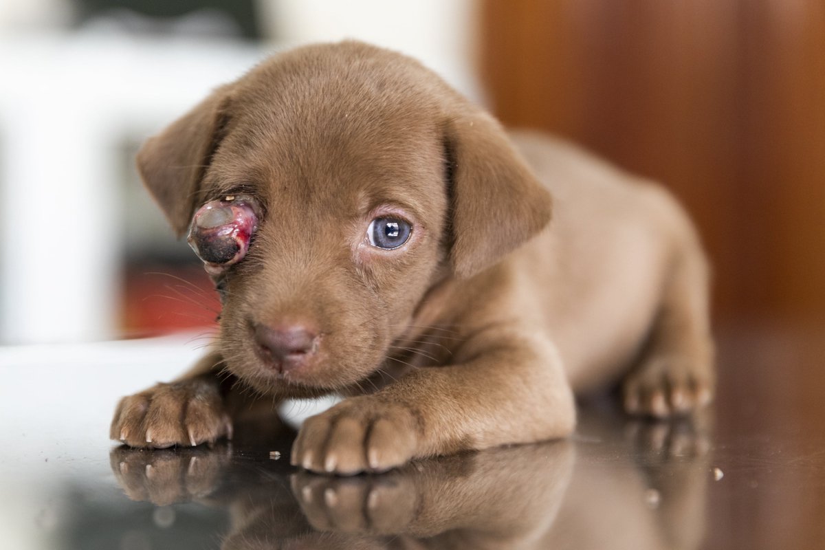 fourpawsint's tweet photo. This is the cruel reality our "Saving Pagoda Animals" Program in #Cambodia is confronted with - this poor #puppy was dumped outside a pagoda. We took her to surgery right away and managed to put the eye back into its socket. Please send your good thoughts! https://t.co/bJVi9fVzlI
