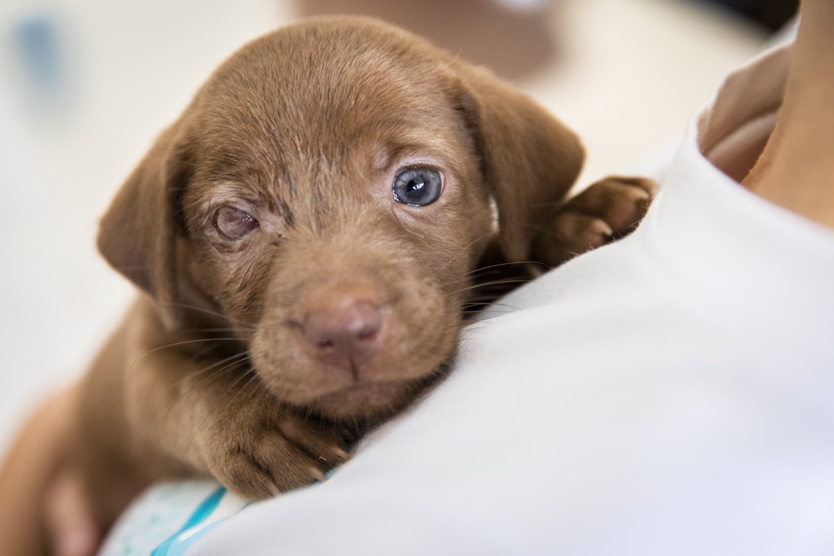 fourpawsint's tweet photo. This is the cruel reality our "Saving Pagoda Animals" Program in #Cambodia is confronted with - this poor #puppy was dumped outside a pagoda. We took her to surgery right away and managed to put the eye back into its socket. Please send your good thoughts! https://t.co/bJVi9fVzlI