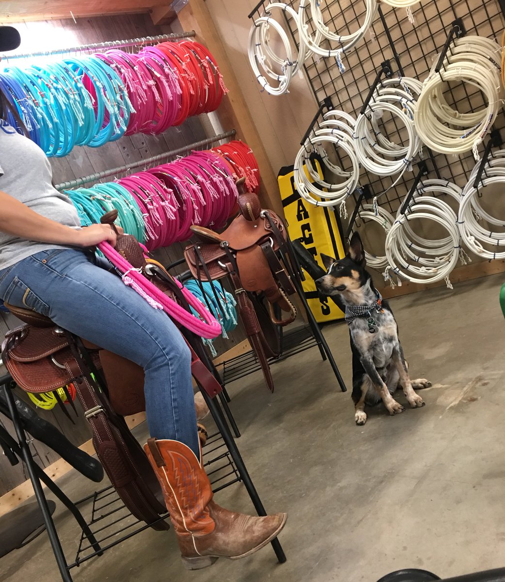 shortysmidland's tweet photo. Happy Hump Day y'all!🐪Embrace the day with a new saddle from @TeskeysSaddles! Take your horse to the Old Town Road and ride til you can't no more... 🎶🎵🐎😉 #shortysrentalandfeed #midlandtx #humpday #teskeys #saddles #horses #oldtownroad #embracetheday #ride https://t.co/p54HDCvD76