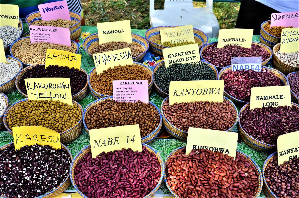 CGIARclimate's tweet image. Seeds make the world go &apos;round. Check out @BioversityInt&apos;s new book on resilient seed systems for climate adaptation! ow.ly/CknE50wqEzw #opensourceseeds @GBIF @CIAT_ @CGIAR