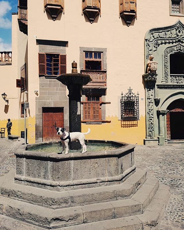 snifffingaround's tweet photo. Urban jacuzzi in Las Palmas, just in front of Columbus's house.
☀️
#sniffingaround #spain #españa #islascanarias #canaryislands #columbus #vegueta #laspalmas #grancanaria #travelbuddy #travelwithdogs #dogsofinstagram #wee#bestwoof #ohmydogmag #mydogiscutest #jrt #parsonrusse… https://t.co/FFcNzgr9Ay