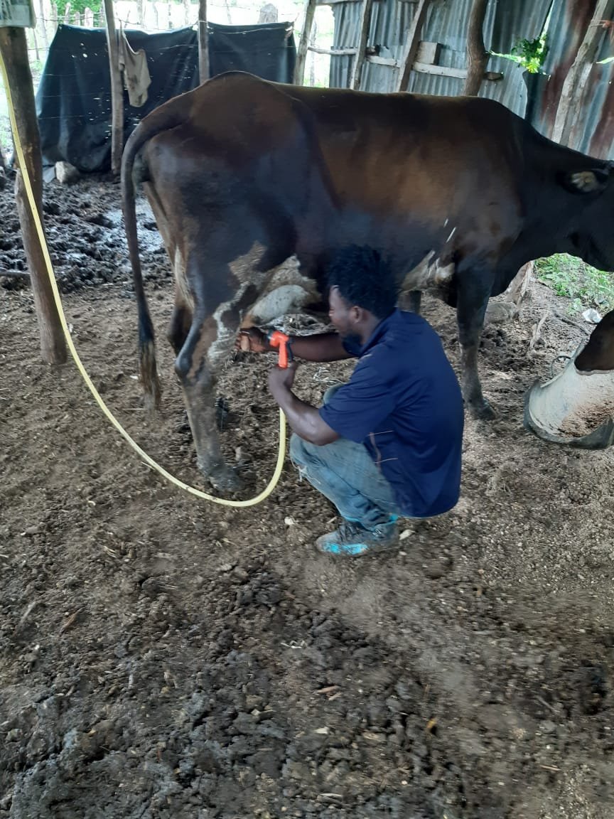 PROGANA_RD's tweet photo. Dando seguimiento a la rutina de ordeño, en la campaña de calidad de leche de #Progana. Estos materiales y enseñanzas se transfieren a los productores para que los mismos sean multiplicadores de conocimiento. https://t.co/rrPI5dZNXO