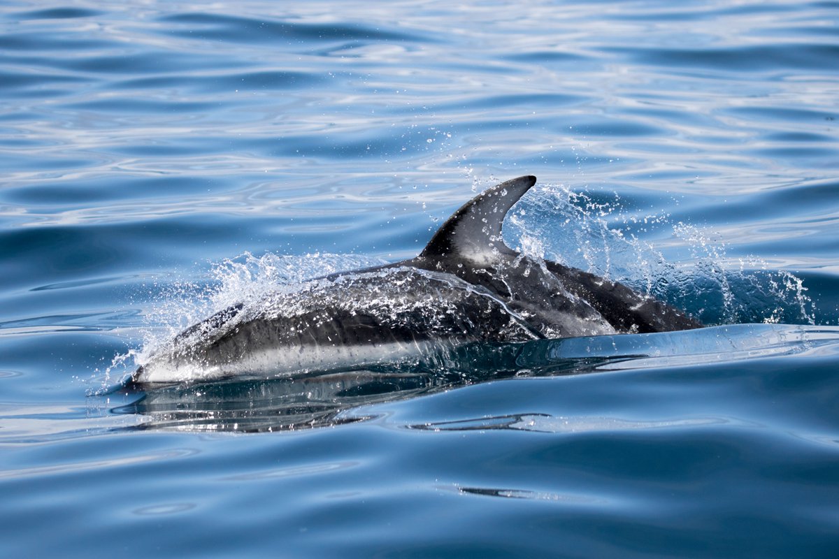 Check out our new blog post from yesterdays trip! - discoverywhalewatch.com/september-24th…