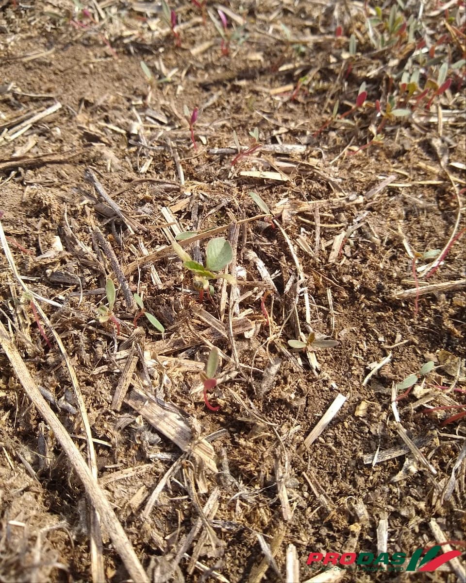 AgroProdas's tweet photo. 🕵️‍♂️Momento de monitoreo #ProdasAgro 🕵️‍♂️
👉Lotes con emergencia de yuyo Colorado.. 
👉A Recorrer lotes... momento de tomar decisión!!..
👉#ProdasAgro junto @CortevaARG ofrece...
#LigateBesty #SpiderXtra #Enlist #Titus+Produce
🌍🌍🌍🌍🌍🌍🌍🌍🌍🌍🌍🌍 https://t.co/SSuQcW5k6D