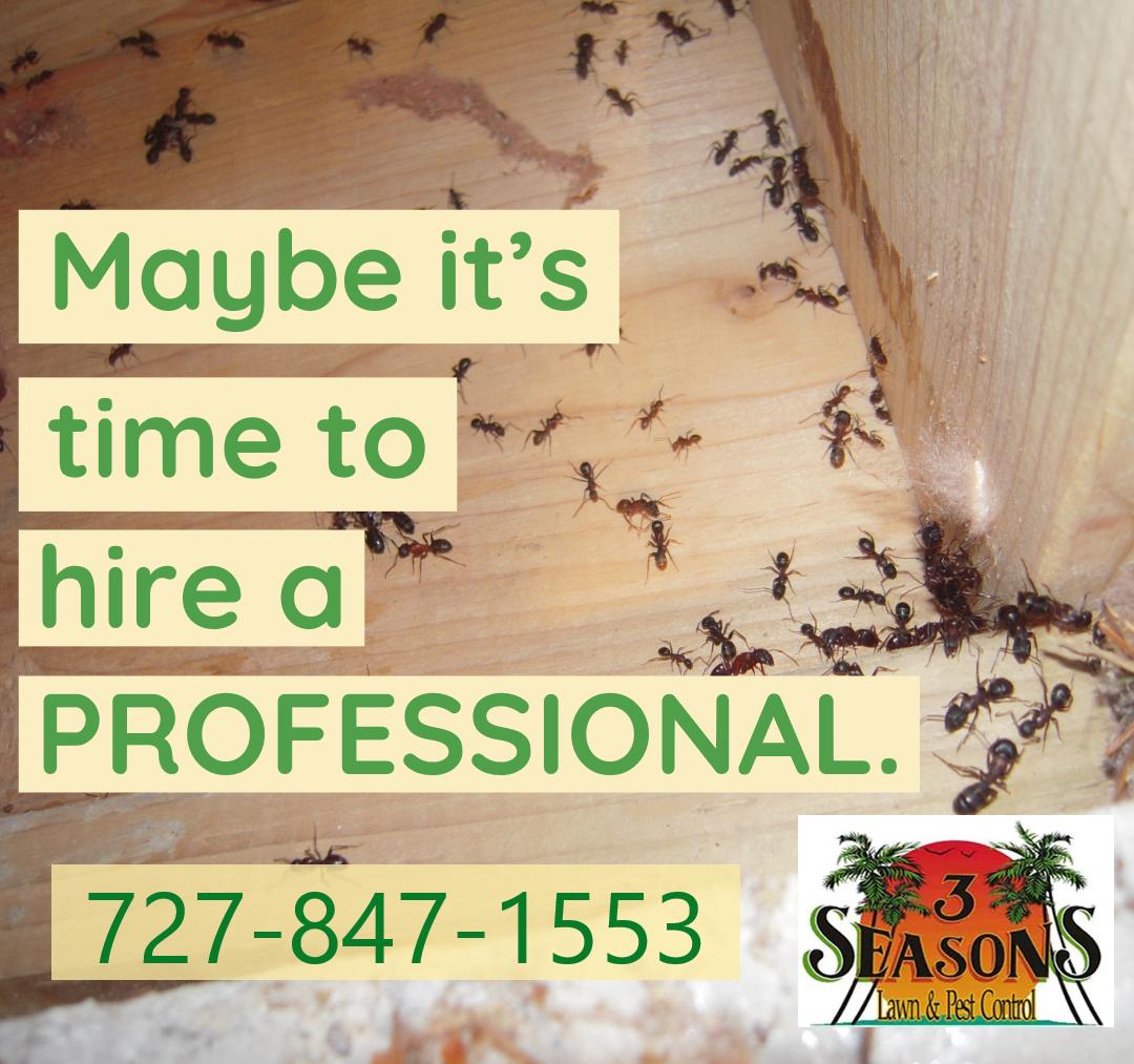 #Professional #PestControl #NewPortRichey #FLORIDA #BugFree #Pests #Bugs #Indoor #Eliminate #Prevent #Home #Protect