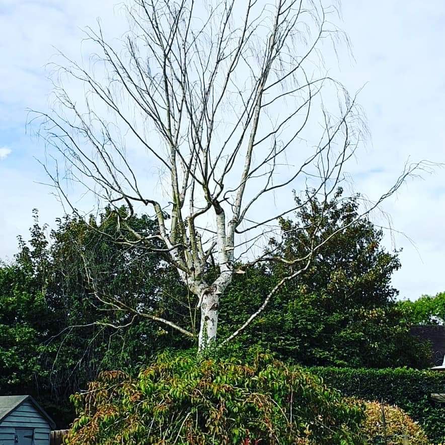 lawncaredoctor's tweet photo. Spot the difference... 🧐

#lawncaredoctors #treework #treeremoval #silverbirch #husqvarna #chainsaw #leicestershire https://t.co/GhLumKAypL