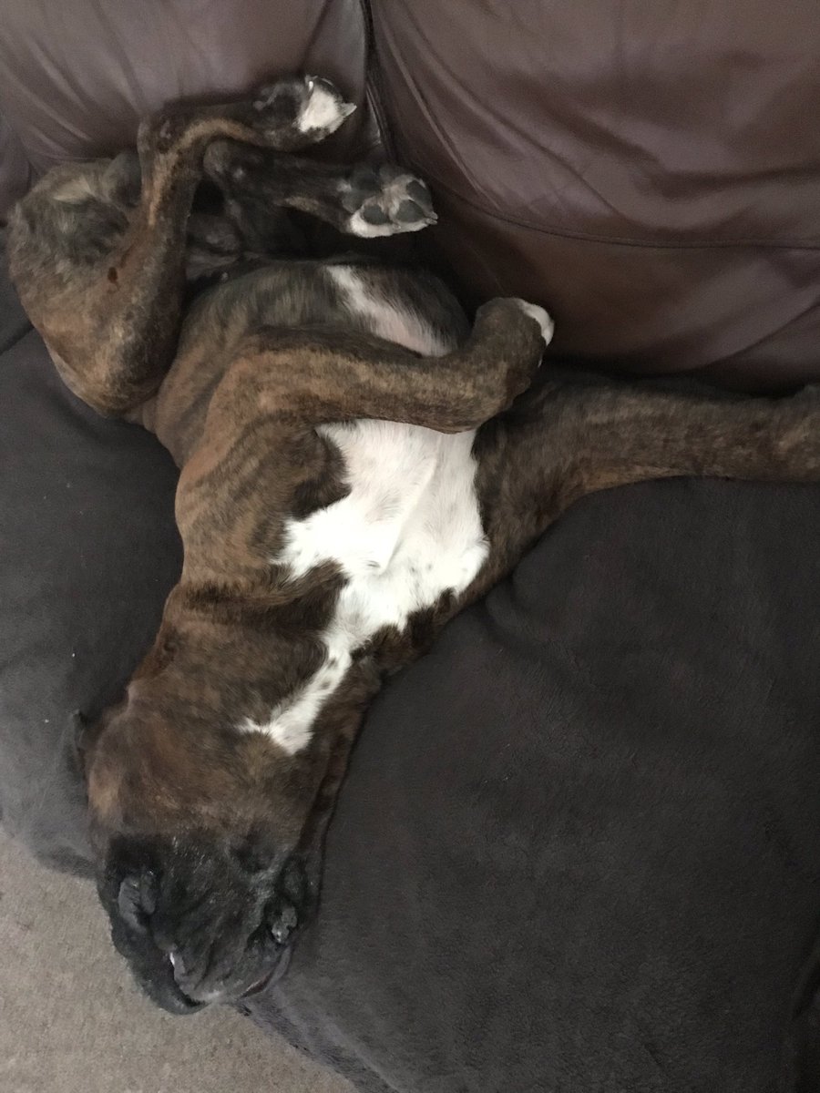 chezney100's tweet photo. My gorgeous boy is getting old 🙈He’s slept all day #bromocrew @dogcelebration https://t.co/YaSw60Yzw4