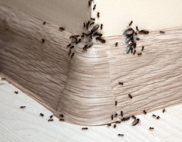 BugsBGoneInc's tweet photo. Dirty dishes, sticky counters and left-out food are all mistakes that lead to ant infestations. Clean up ASAP after cooking! #protip #pestcontrol https://t.co/qD3rEIvj8q