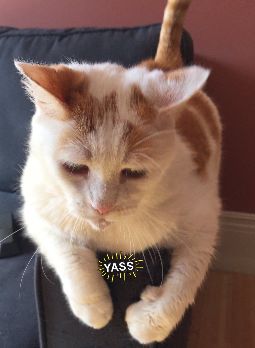 LoMeowChenko's tweet photo. Duuuuuddddessss.... Iβm doing a special Whisker-Waterbeard Wednesday combo while balancing on the couch!! π§πΏπ±
#YayMe #WaterbeardWednesday #ItsAThing #MyThing #AlsoThrewInATailUpThursday #EvenThoughItsWednesday #Rebel #SendRebelliousSnacks #WhiskersWednesday https://t.co/qddmJ1t7DS