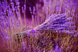 AuthorJoeNBrown's tweet photo. @captain_mehyar @nathbourhis Sometimes you just have to find your own peace. #PurpleFields
โ๏ธโฎ๏ธ๐บ๐ฎ๐๐ฆ๐๐๐โ๏ธ๐โ๏ธ https://t.co/dLaluqBAFQ