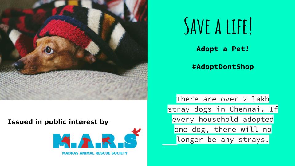 Madras Animal Rescue Society (@MARS_India2019) / Twitter Madras Animal Rescue Society (@MARS_India2019) / Twitter