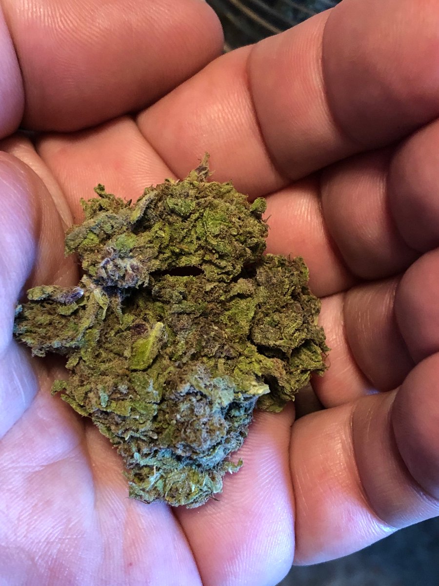 Hemp4Victory's tweet photo. One makes you larger, one makes you small... can you tell? #sativa or #indica #knowyourstrain https://t.co/Vw2wDPIDEw
