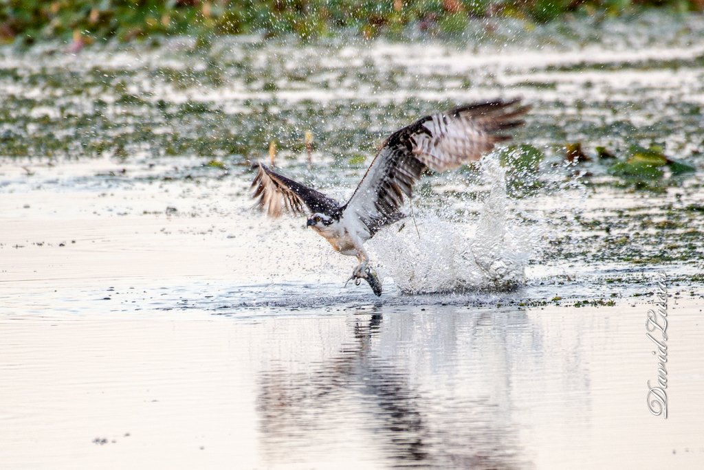 Osprey fishing success

#lakeapopkawildlifedrive #nikon #nikonusa #florida #floridaphotographer #ospreywednesday #osprey #birdsofprey #bird #birds #bestnatureshots #nikonphotography #nikonphotographers #raptors #wildlifephotography #birdwatching #fishing #hunting #birdphotography