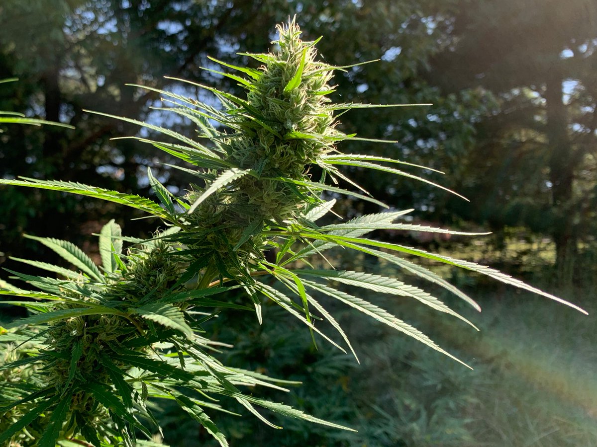 The Hemp & The Hare tweet media