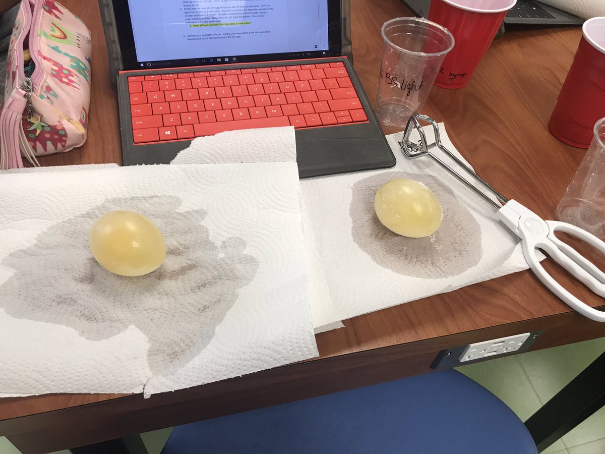 BermudezScience's tweet photo. Using 🥚 🥚 to observe homeostasis and osmosis today in Biology! 🔬 @cnusdhsoi #InnovationNation #whyiHSOI https://t.co/S3AtkgWbmU