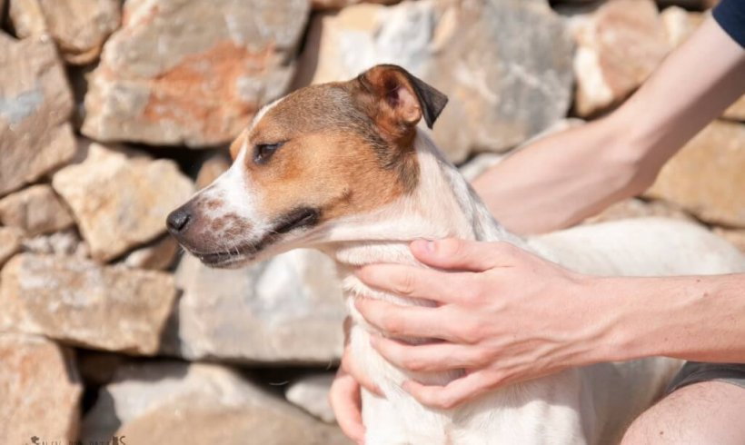 ZocoAnimal's tweet image. ¿Quieres adoptar a Andy?
ow.ly/TCPe30pAJB2

#adoptar #mascotas #tiendaonline #perros #solidaridad