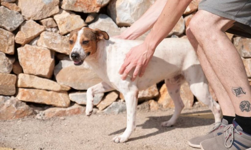 ZocoAnimal's tweet image. ¿Quieres adoptar a Andy?
ow.ly/TCPe30pAJB2

#adoptar #mascotas #tiendaonline #perros #solidaridad