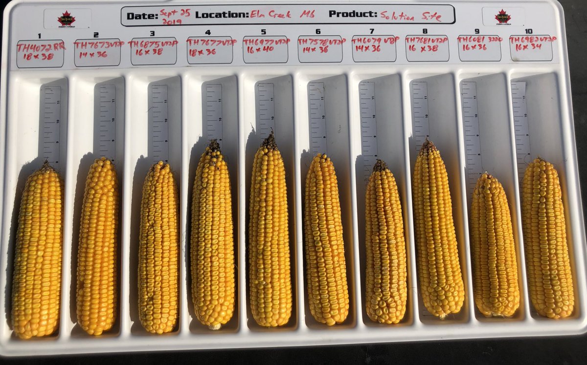 cndaggie's tweet image. @thunder_seed grain corn lineup looking good at the Elm Creek solution site.  Nice to see excellent yield potential even in a drought year. Talk to your local Thunder dealer or Thunder Seed team member for details on our   lineup  #FirstInTheField #Boom
