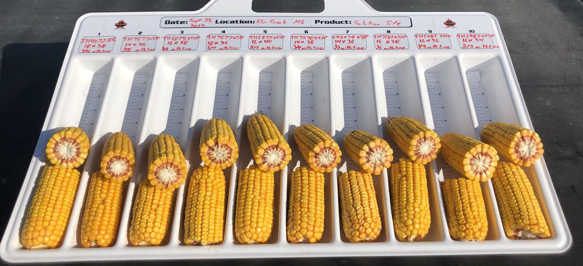 cndaggie's tweet image. @thunder_seed grain corn lineup looking good at the Elm Creek solution site.  Nice to see excellent yield potential even in a drought year. Talk to your local Thunder dealer or Thunder Seed team member for details on our   lineup  #FirstInTheField #Boom