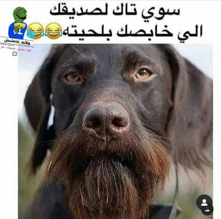 شباب شخبصتونة