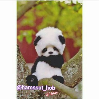 حمودي ليش زعلان منو زعلك