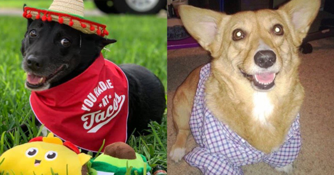 Congrats Stacey Francis (FB entry) and pizza._.and._.books (IG entry) for winning our best dressed pet contest! DM us your contact info and we'll send your free pizza for a year card! Thank you everyone for sharing your adorable photos.