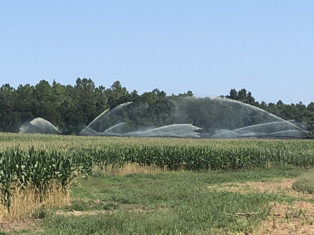 FKPPRICE's tweet photo. Second crop #Enogen E118D8 looking strong down south! #technologygeneticsvalue #NKSeeds @MatthewGLarson @sean_engel @FleishmanDaniel @Marchennen @SuttonAGRI @tedkoehler68 #happycows https://t.co/7WRQ4C40Go