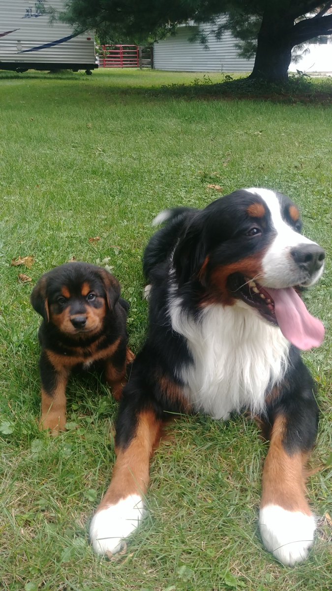Prof_Cedar's tweet photo. The newest member of the family. Captain Malcolm Reynolds w/ his big brother Jayne. https://t.co/3tHayvbS8w
