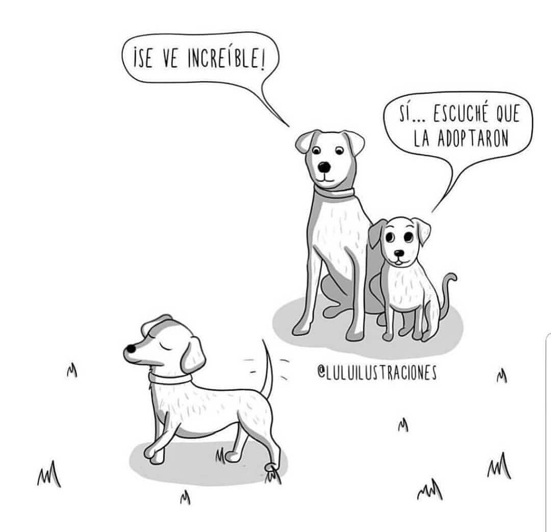 ColPetme's tweet photo. #Felizdía internacional del perro adoptado. Nuestra invitación será siempre a la adopción, atrévete a darle una oportunidad a estos maravillosos seres 🐶🐱. Te aseguramos cambiaran tu vida! https://t.co/hFFtEikS0T