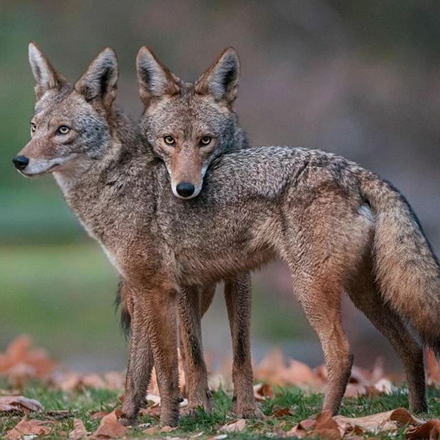 SOS_UGA's tweet photo. Hear about LIVING WITH COYOTES at UGA with guest speaker Dr. Chris Mowry, co-founder of the Atlanta Coyote Project! “These are really interesting, smart animals that are not out to do us harm. As a biologist, I would encourage people to appreciate them a… https://t.co/XeICl2rE84 https://t.co/xzqgC37Bch