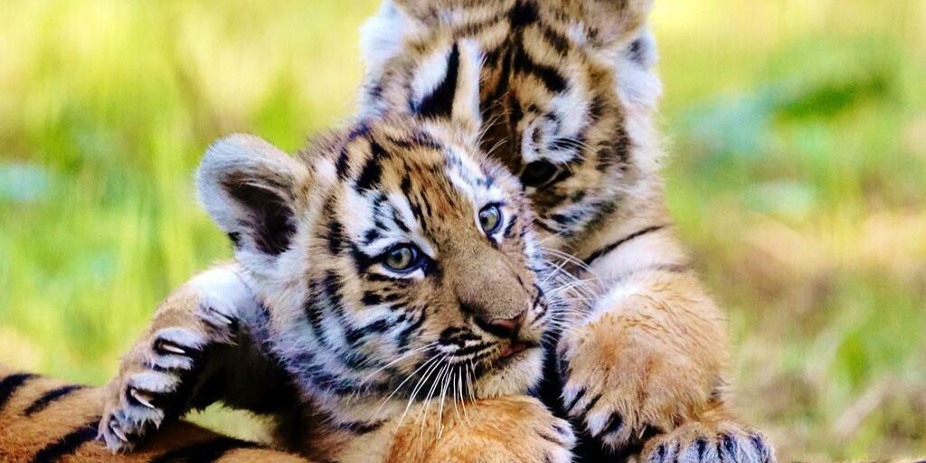 candmclub's tweet photo. Newborn endangered Amur tiger cubs have ventured outside for the first time at @Longleat. Rusty and Yuki have been exploring the great outdoors and are loving it 🐯 Longleat Club Site is just next door to the safari park - come say hi to the new arrivals: https://t.co/mOvBek3EZc https://t.co/H5LNAYlixI