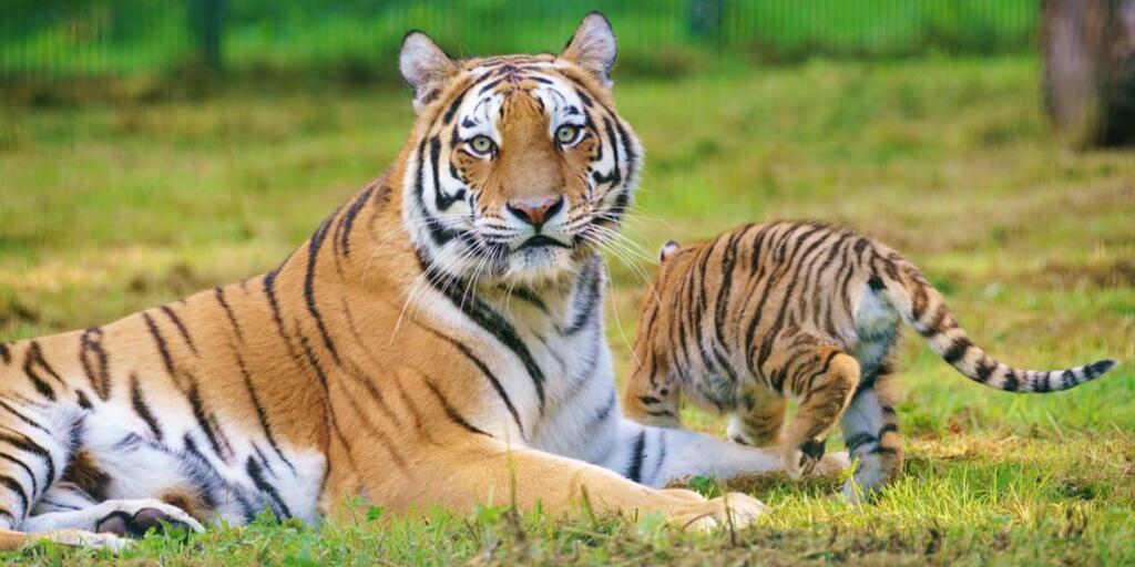 candmclub's tweet photo. Newborn endangered Amur tiger cubs have ventured outside for the first time at @Longleat. Rusty and Yuki have been exploring the great outdoors and are loving it 🐯 Longleat Club Site is just next door to the safari park - come say hi to the new arrivals: https://t.co/mOvBek3EZc https://t.co/H5LNAYlixI