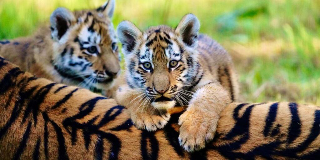 candmclub's tweet photo. Newborn endangered Amur tiger cubs have ventured outside for the first time at @Longleat. Rusty and Yuki have been exploring the great outdoors and are loving it 🐯 Longleat Club Site is just next door to the safari park - come say hi to the new arrivals: https://t.co/mOvBek3EZc https://t.co/H5LNAYlixI