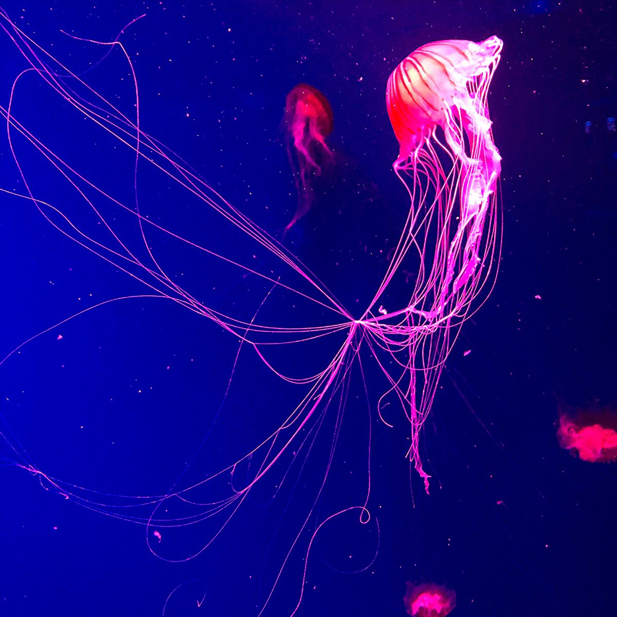 Удивительные существа - медузы.pic.twitter.com/sTAf79PJkX.